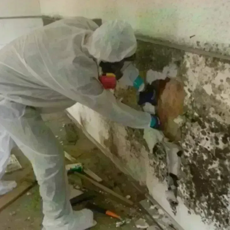 Mold Remediation and Removal in Garrett, WA